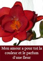 mon amour pour toi la couleur et le parfum d'une fleur